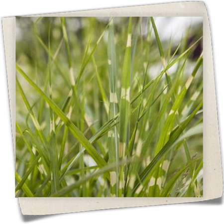 Garten-Chinaschilf 'Zebrinus' Garten-Chinaschilf 'Zebrinus'