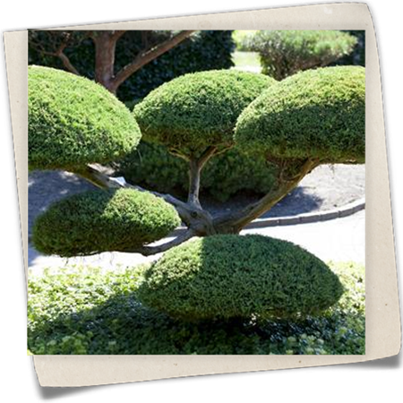 Chinesischer Wacholder 'Hetzii' Chinesischer Wacholder 'Hetzii'