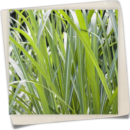 Riesen-Landschilf Riesen-Landschilf