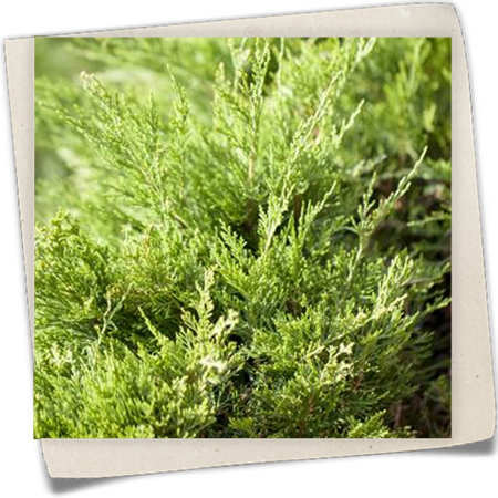 Wacholder 'Mint Julep' Wacholder 'Mint Julep'