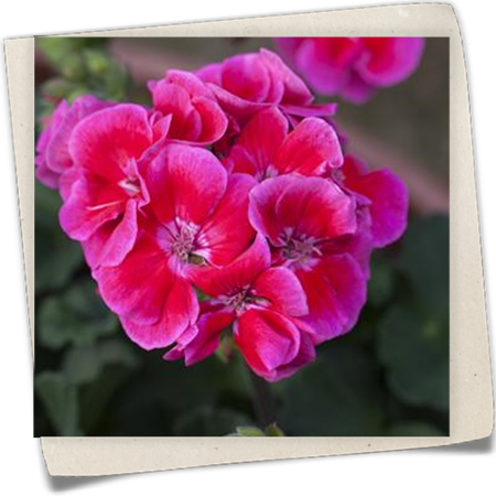 Hängegeranie 'Toscana'® Hängegeranie 'Toscana'®