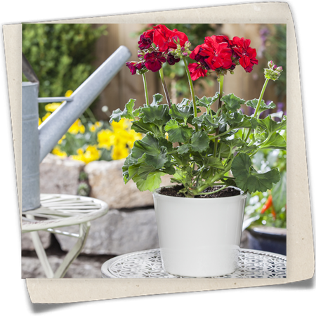 Zonal-Pelargonie Zonal-Pelargonie