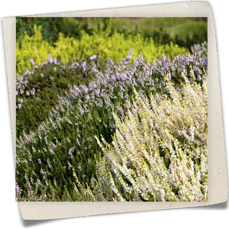 Besenheide Besenheide