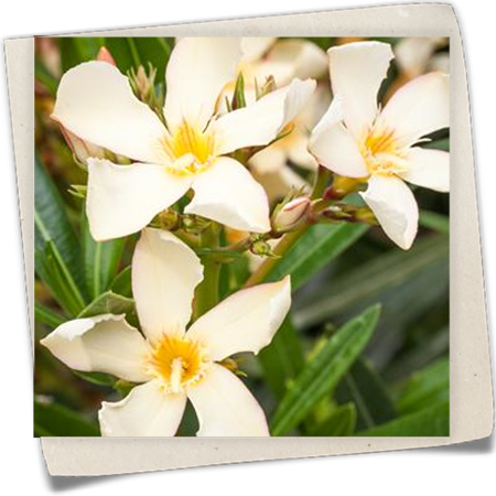 Oleander Oleander