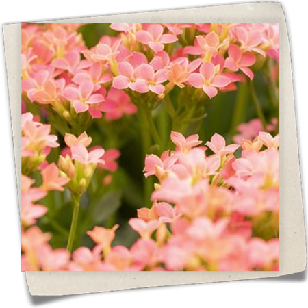 Kalanchoe 'Calanday'® Kalanchoe 'Calanday'®