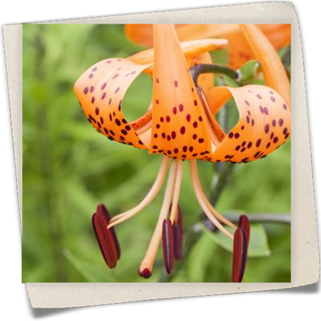 Türkenbund-Lilie Türkenbund-Lilie