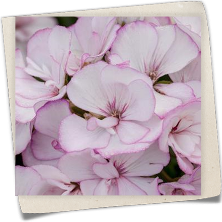 Zonal-Pelargonie 'Allure Pink Picotee' Zonal-Pelargonie 'Allure Pink Picotee'