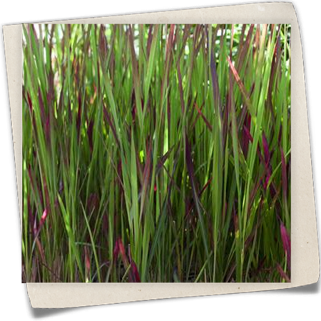 Japanisches Blutgras Japanisches Blutgras