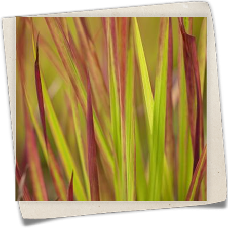 Garten-Blutgras 'Red Baron' Garten-Blutgras 'Red Baron'