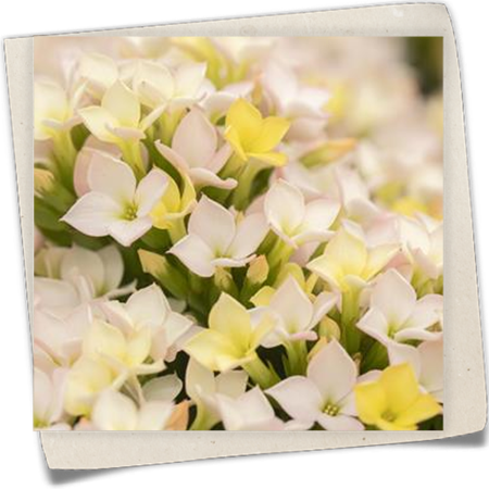 Kalanchoe 'Calanday® Discodip' Kalanchoe 'Calanday® Discodip'