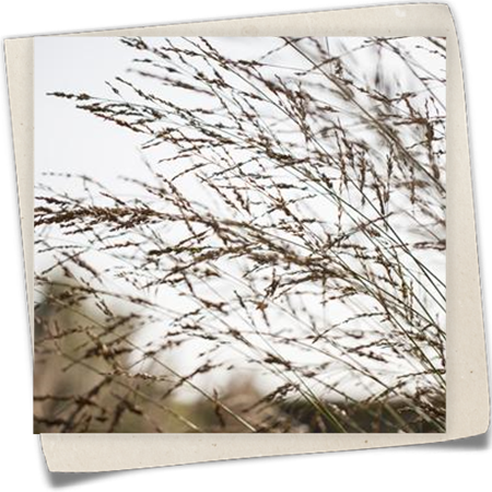 Hohes Garten-Pfeifengras 'Bergfreund' Hohes Garten-Pfeifengras 'Bergfreund'