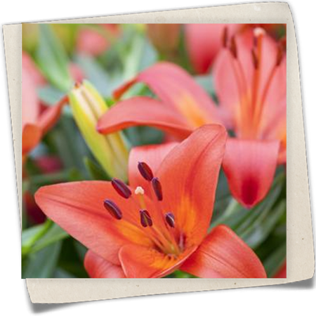 Asiatische Lilie 'Matrix' Asiatische Lilie 'Matrix'