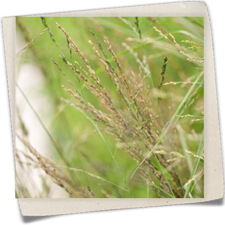 Hohes Garten-Pfeifengras 'Karl Foerster' Hohes Garten-Pfeifengras 'Karl Foerster'