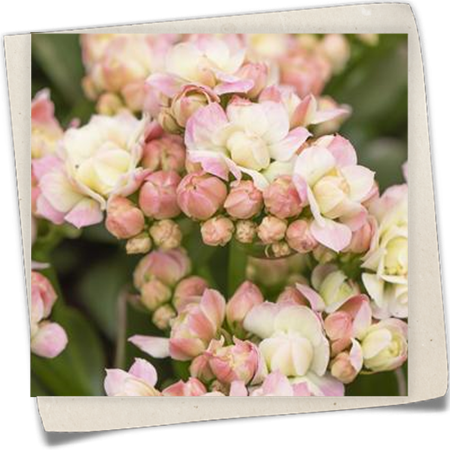 Kalanchoe 'Grandiva'® Kalanchoe 'Grandiva'®