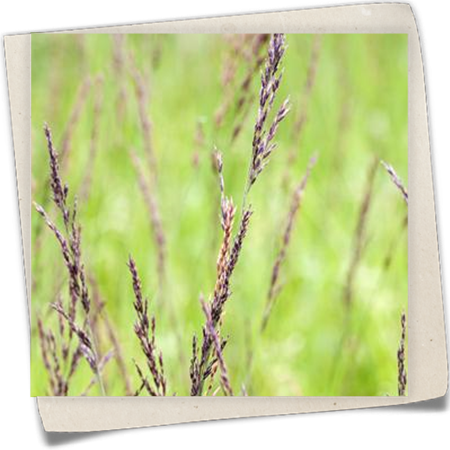 Kleines Pfeifengras Kleines Pfeifengras