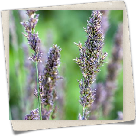 Kleines Garten-Pfeifengras 'Moorhexe' Kleines Garten-Pfeifengras 'Moorhexe'