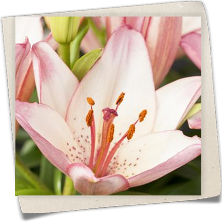 Orientalische Lilie Orientalische Lilie