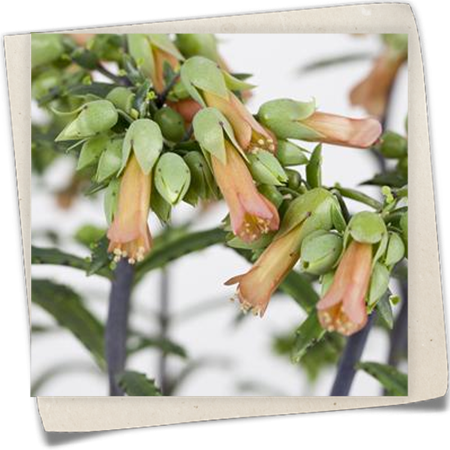 Flammendes Käthchen 'Lucky Bells' Flammendes Käthchen 'Lucky Bells'