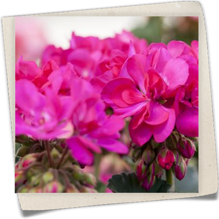 Zonal-Pelargonie Zonal-Pelargonie