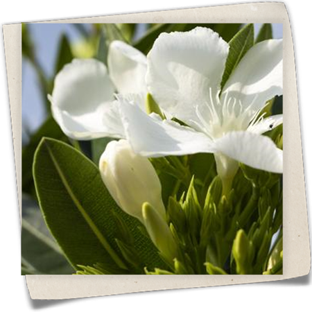 Oleander Oleander