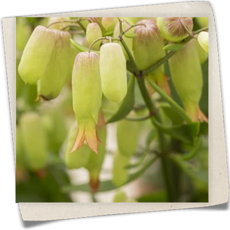 Flammendes Käthchen 'Magic Bells' Flammendes Käthchen 'Magic Bells'