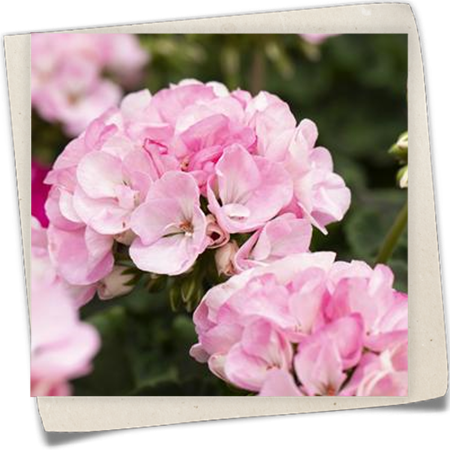 Zonal-Pelargonie 'Green Idols' Zonal-Pelargonie 'Green Idols'