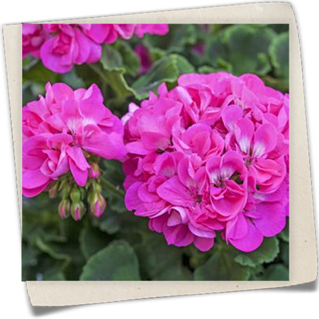 Zonal-Pelargonie 'Summer Idols'® Zonal-Pelargonie 'Summer Idols'®