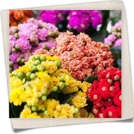 Flammendes Käthchen 'Rosalina'® Flammendes Käthchen 'Rosalina'®