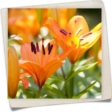 Asiatische Lilie 'Tiny' Asiatische Lilie 'Tiny'