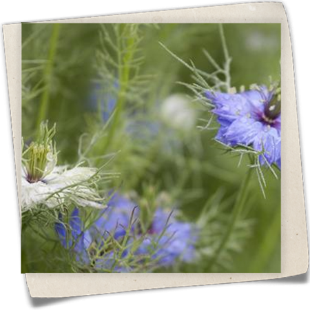 Jungfer im Grünen Jungfer im Grünen