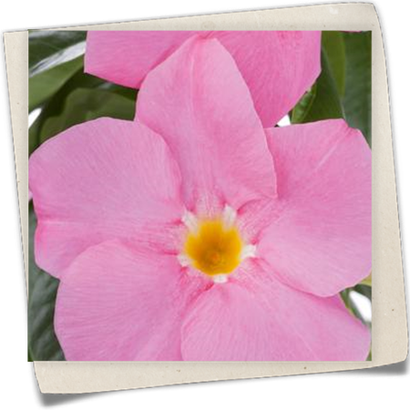 Brasiljasmin Brasiljasmin