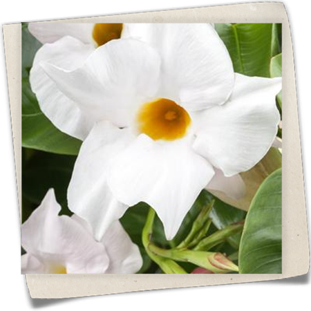 Dipladenia 'Sundaville® White' Dipladenia 'Sundaville® White'