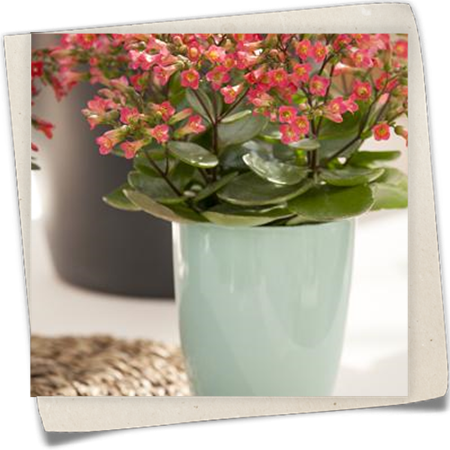 Glocken-Kalanchoe Glocken-Kalanchoe