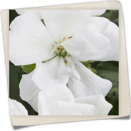 Zonal-Pelargonie Zonal-Pelargonie