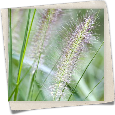 Asiatisches Federborstengras Asiatisches Federborstengras