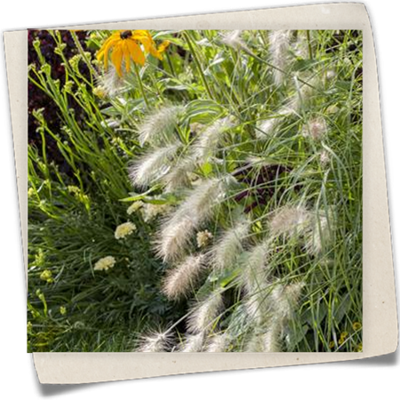 Garten-Federborstengras 'Hameln' Garten-Federborstengras 'Hameln'