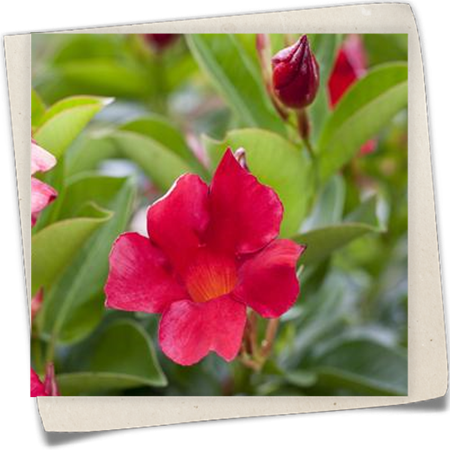 Dipladenia 'Rio Deep Red' Dipladenia 'Rio Deep Red'