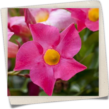 Dipladenia 'Sundaville'® Dipladenia 'Sundaville'®