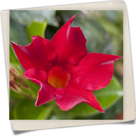 Dipladenia Dipladenia