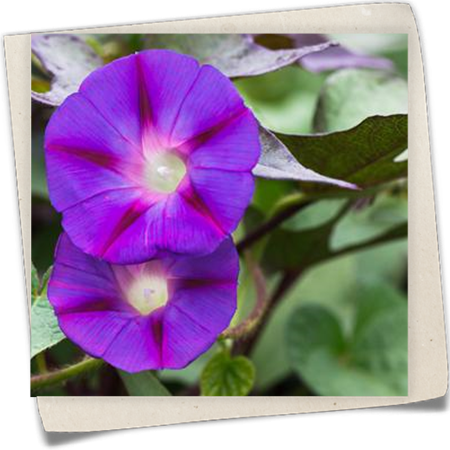 Himmelblaue Prunkwinde Himmelblaue Prunkwinde