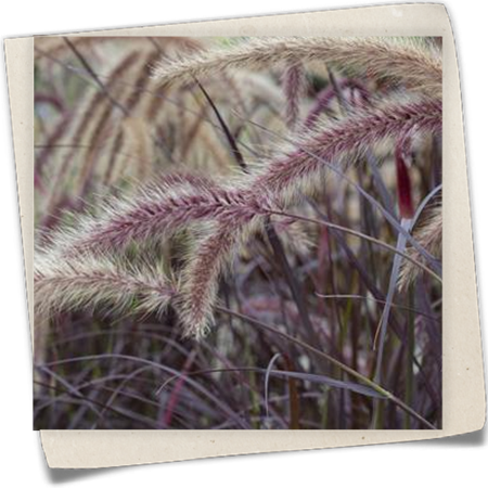 Federborstengras Federborstengras