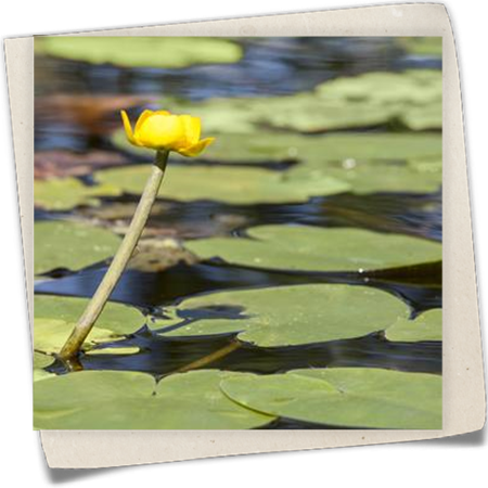 Große Teichrose Große Teichrose