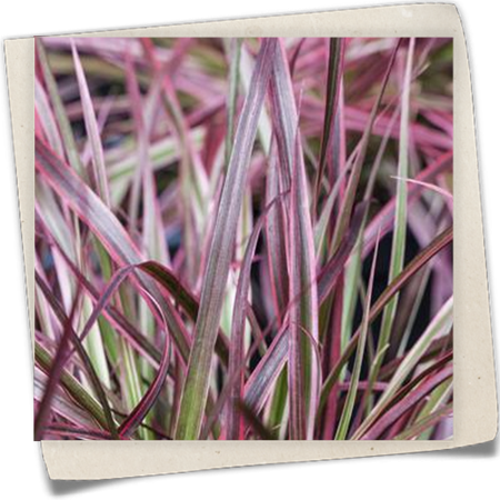 Federborstengras 'Fireworks'(s) Federborstengras 'Fireworks'(s)