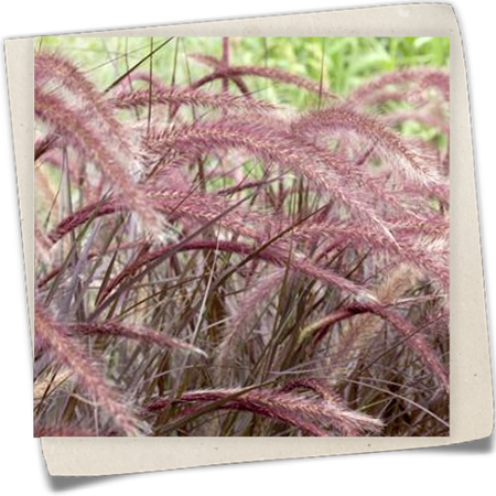 Federborstengras 'Rubrum' Federborstengras 'Rubrum'