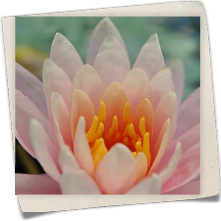 Garten-Seerose 'Fabiola' Garten-Seerose 'Fabiola'