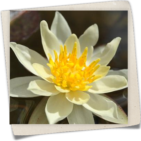 Garten-Seerose 'Marliacea Chromatella' Garten-Seerose 'Marliacea Chromatella'