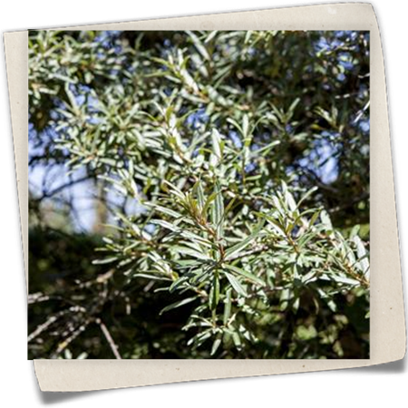 Sanddorn 'Hikul' (männlich) Sanddorn 'Hikul' (männlich)