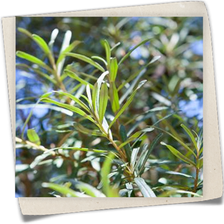 Sanddorn, männl.'Pollmix' Sanddorn, männl.'Pollmix'