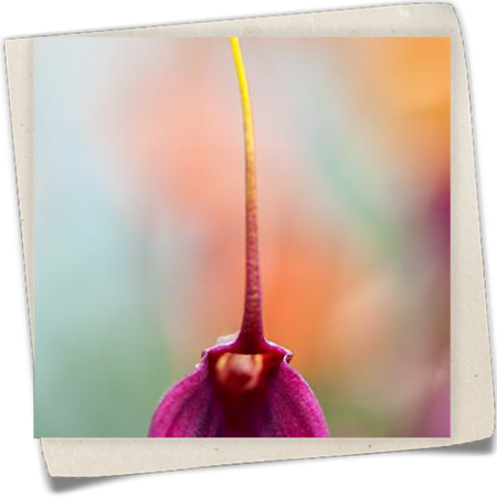 Masdevallie Masdevallie