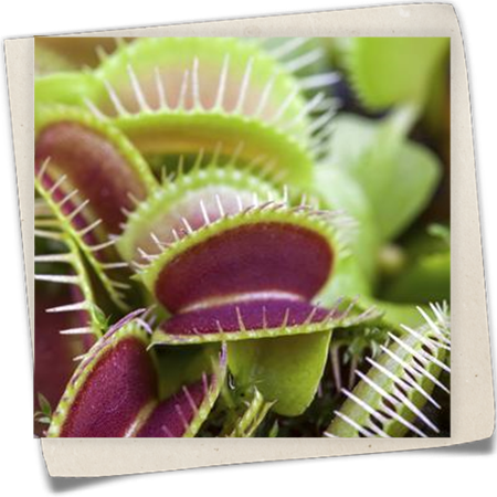 Fleischfressende Pflanze Fleischfressende Pflanze